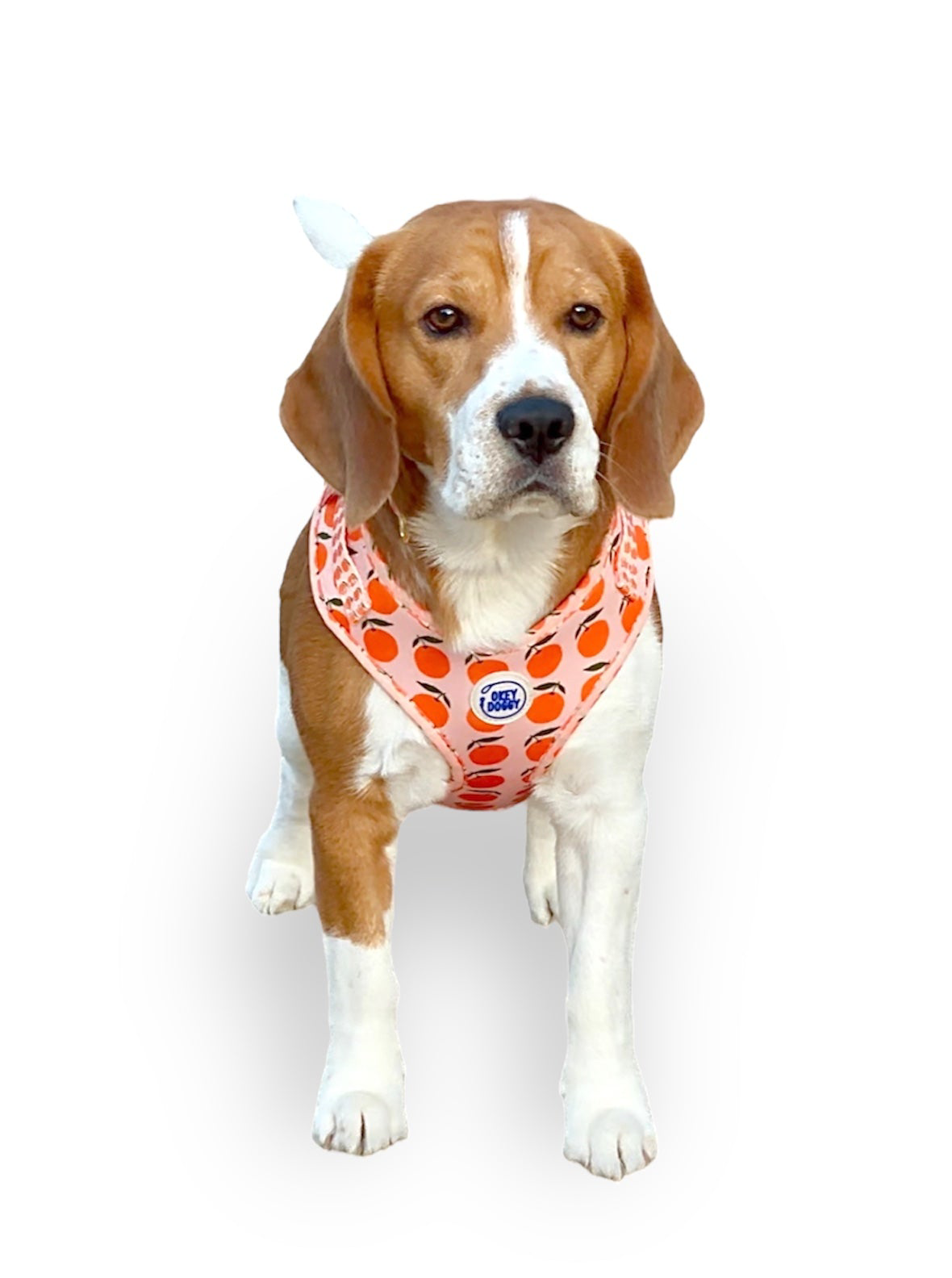 Orange Citrus Dog Harness