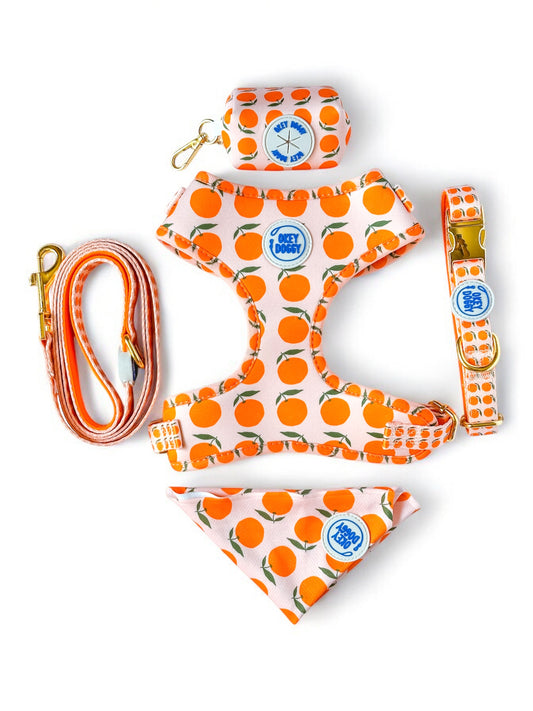 Orange Dog Walking Set with Citrus Print – Harness, Leash, Collar, Bandana, Waste Bag Holder